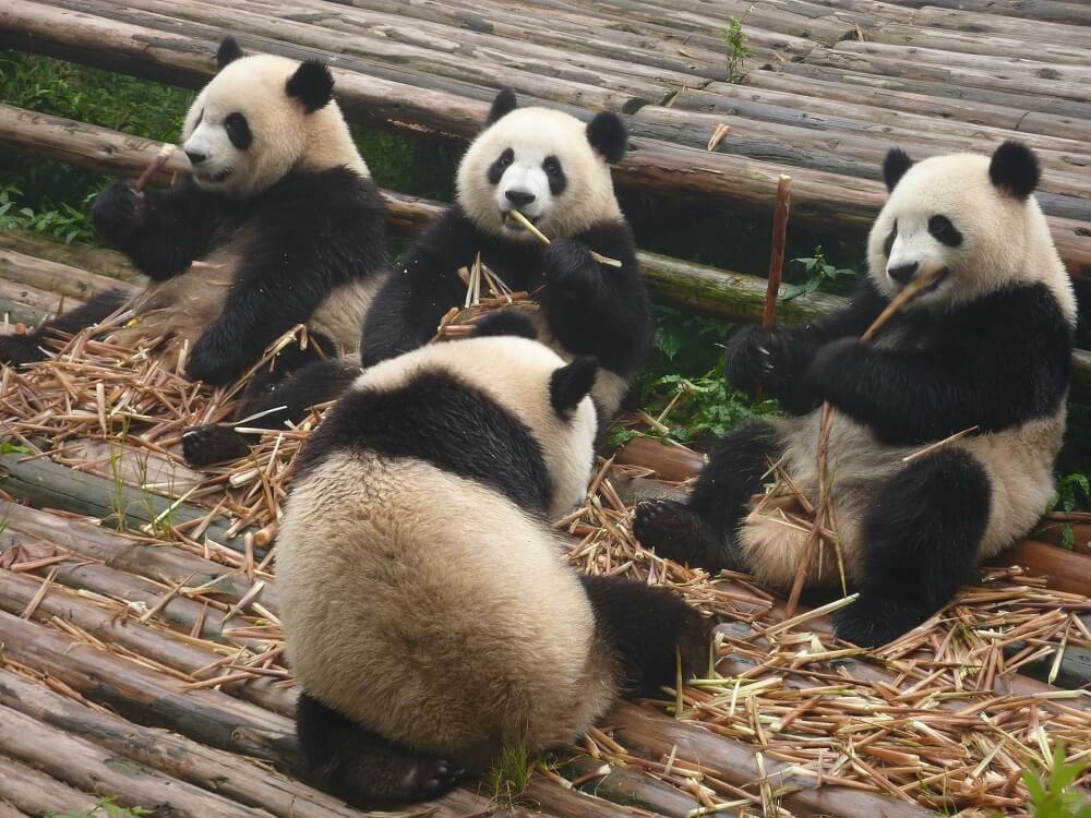 Pandabären kein Winterschlaf